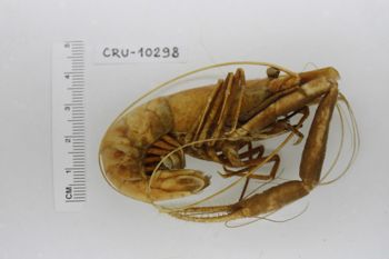 Media type: image;   Invertebrate Zoology CRU-10298 Description: Preserved specimen.;